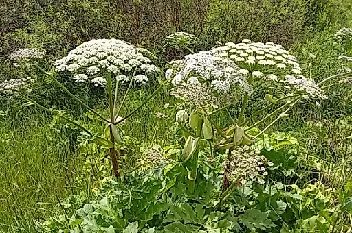 Борщевик: чем опасен сок растения и как защититься от ожогов и аллергии