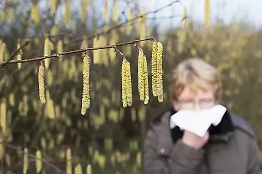 Сезон аллергии на березу в 2024 году: почему он начнется раньше и как подготовиться