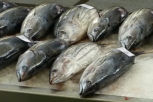 Продукты с омега-3: что превосходит тунец по содержанию полезных жиров