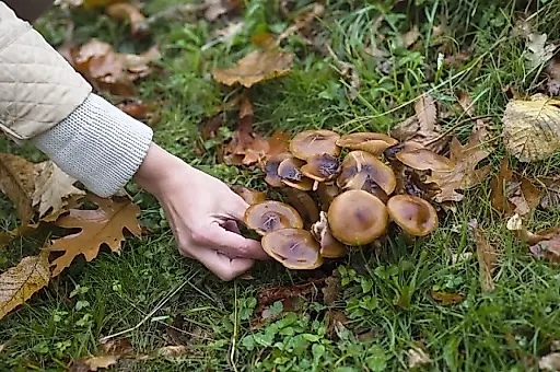 Весенние грибы: опасность первых сморчков и строчков, симптомы отравления и правила безопасности