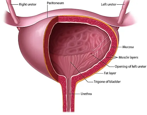 Повреждения мочевого пузыря